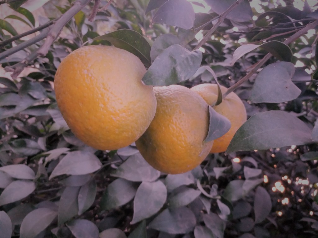 Unbelievable Benefit of Oranges Fruit